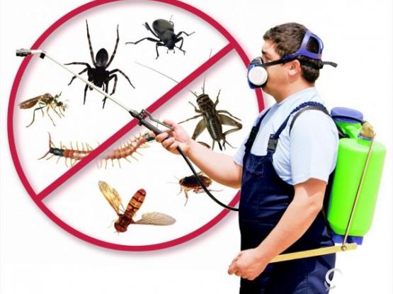 pest control services