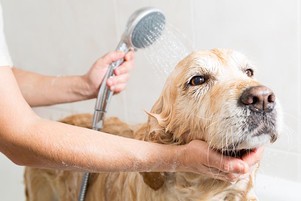 Dog grooming