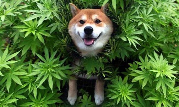 pet CBD